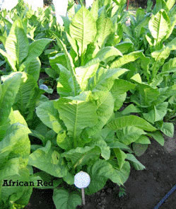 African Red Tobacco Plant